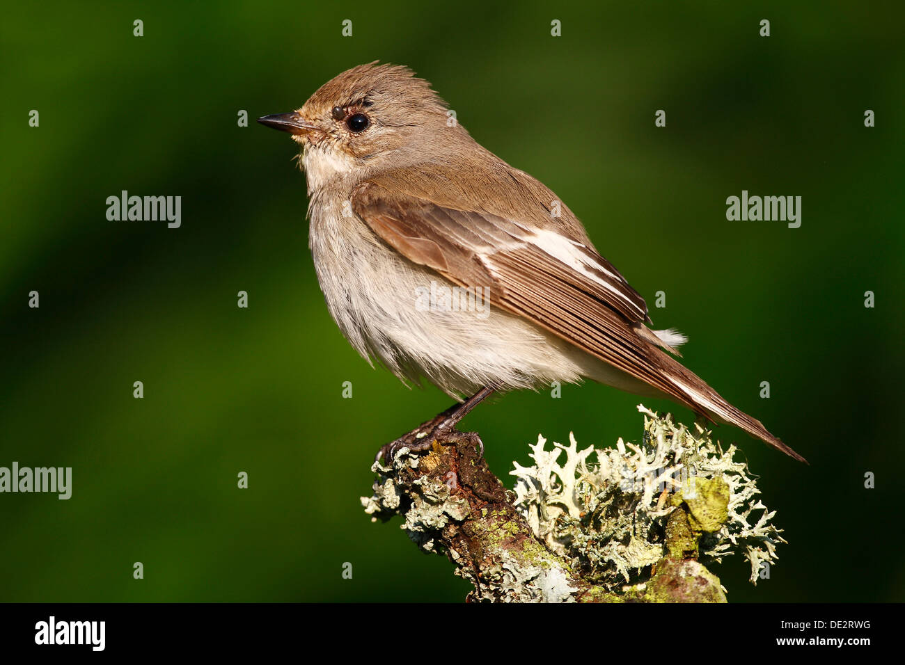 (Ficedula hypoleuca), femme avec des mesures à l'œil est assis sur une branche couvert de mousse Banque D'Images