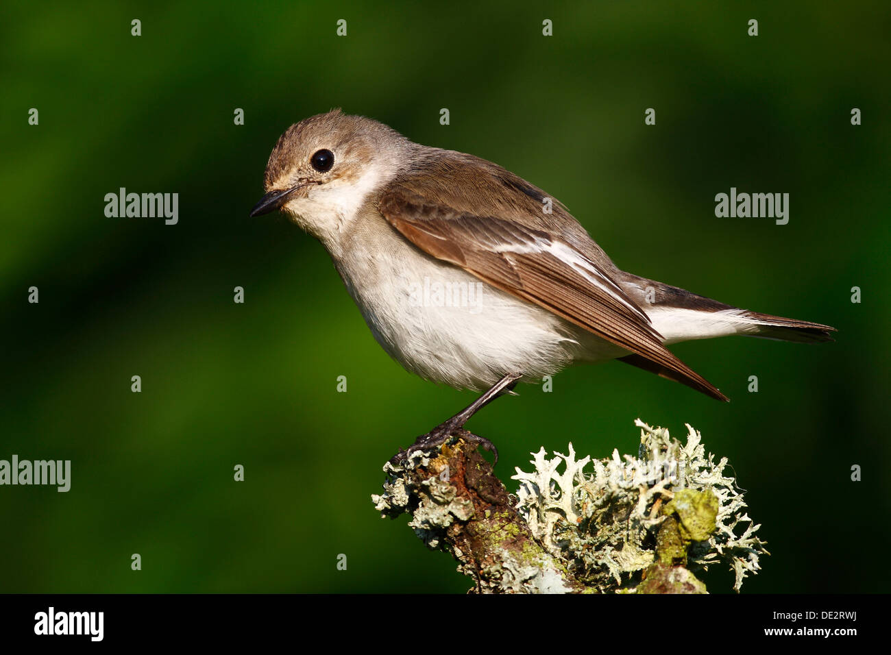 (Ficedula hypoleuca), homme assis sur une branche couvert de mousse Banque D'Images