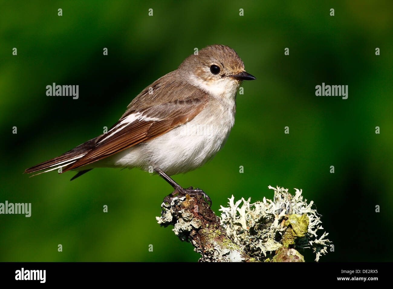 (Ficedula hypoleuca), homme assis sur une branche couvert de mousse Banque D'Images