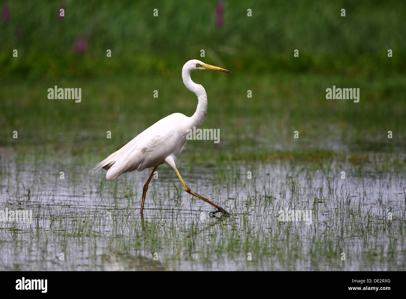 Grande Aigrette (Casmerodius albus), la marche à travers une prairie marécageuse Banque D'Images