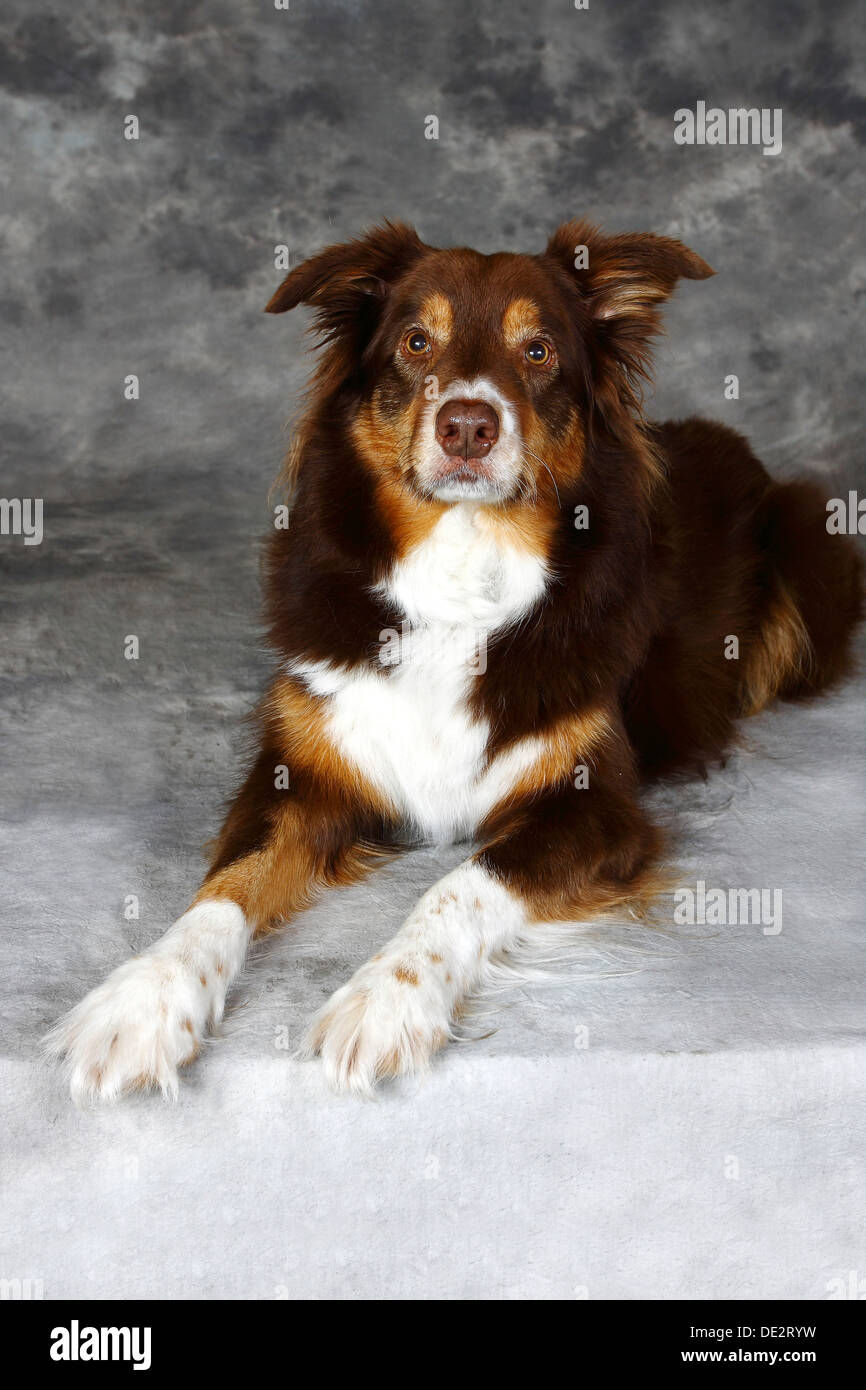 Border Collie (Canis lupus familiaris), couché, à l'écoute de chien Banque D'Images