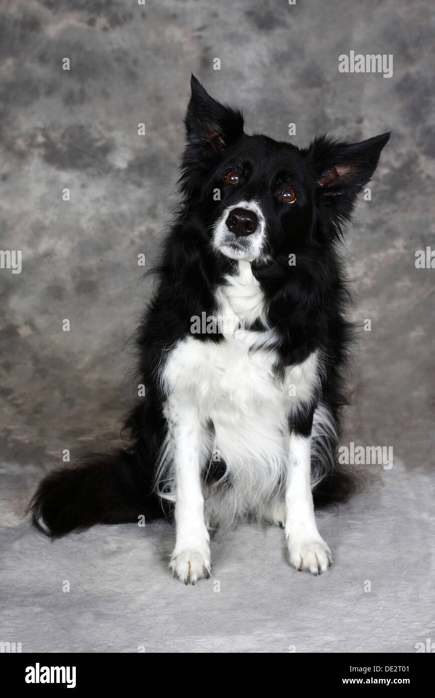Border Collie (Canis lupus familiaris), chien assis Banque D'Images