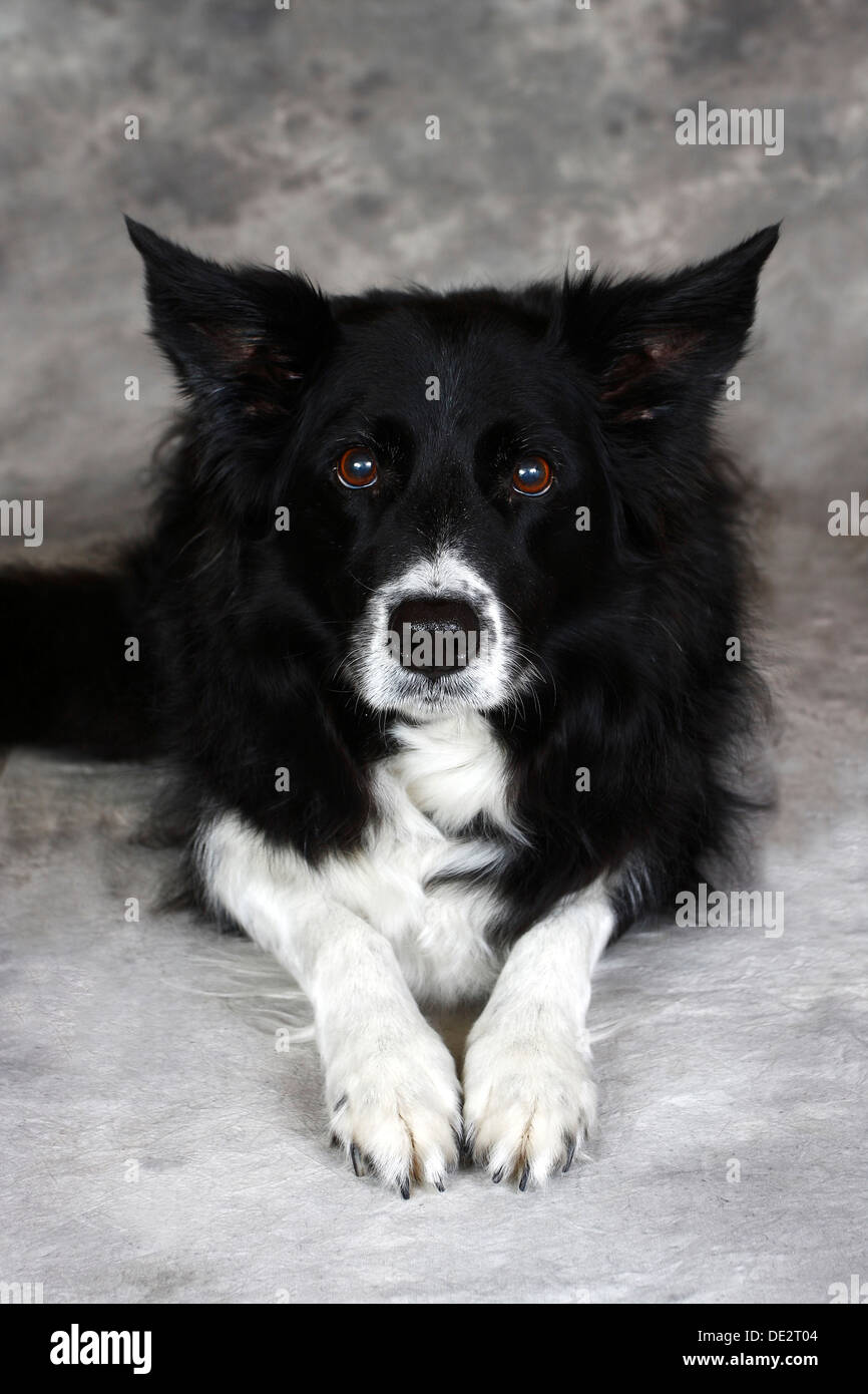 Border Collie (Canis lupus familiaris), allongé chien, portrait Banque D'Images