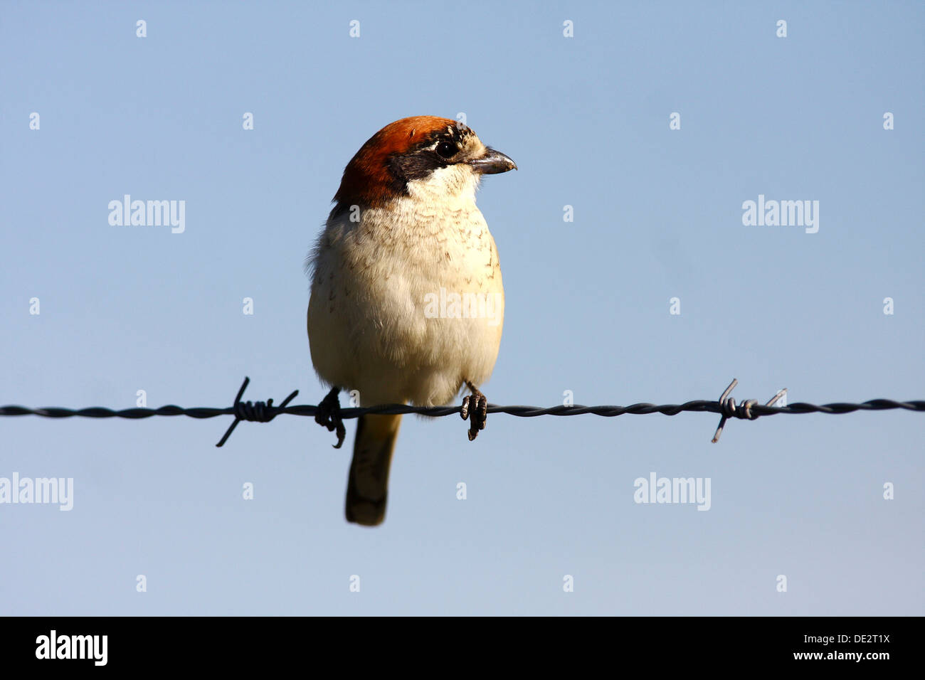 Woodchat Shrike (Lanius senator) assis sur les barbelés, Estrémadure, Espagne, Europe Banque D'Images