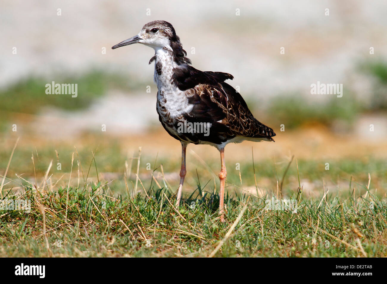 Le Combattant varié (Philomachus pugnax), homme debout sur la rive dans l'herbe, Apetlon, le lac de Neusiedl, Burgenland, Autriche, Europe Banque D'Images