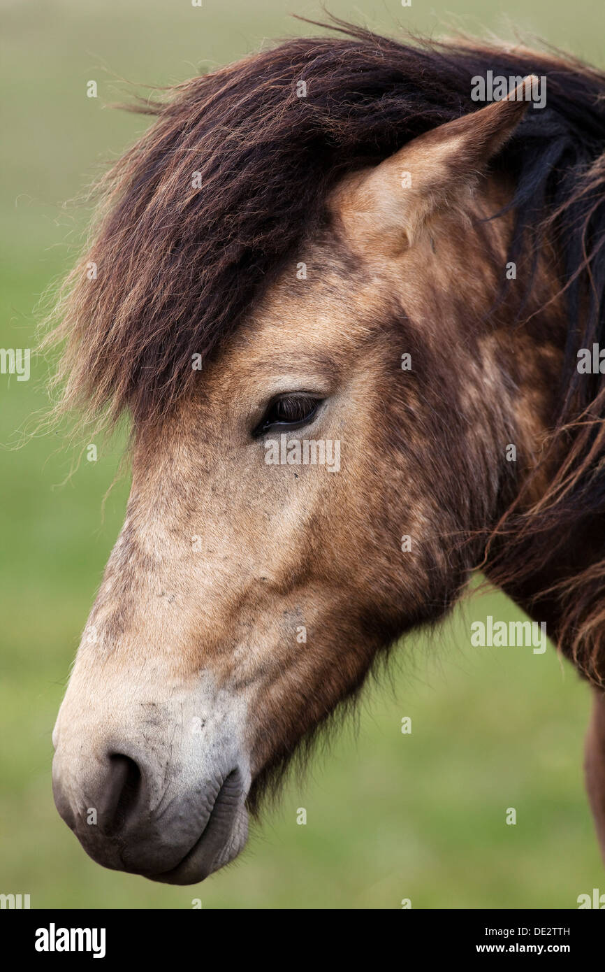 Icelandic Horse, portrait, Sud de l'Islande, Islande, Europe Banque D'Images