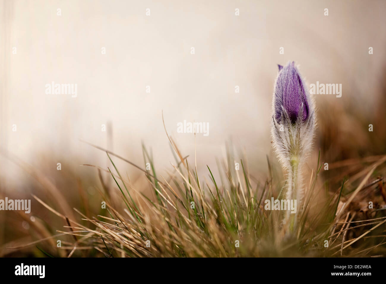Anémone pulsatille (pulsatilla vulgaris), Ingolstadt, Bavière Banque D'Images
