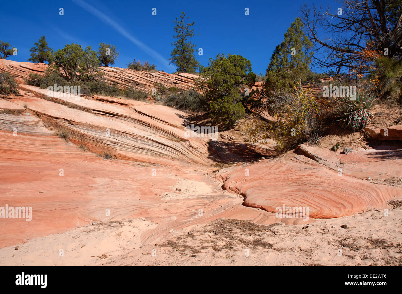 Cette image de Zion Canyon National Park apparaît pour indiquer l'exécution de rock en bas de la pente et la mise en commun à la base. Banque D'Images