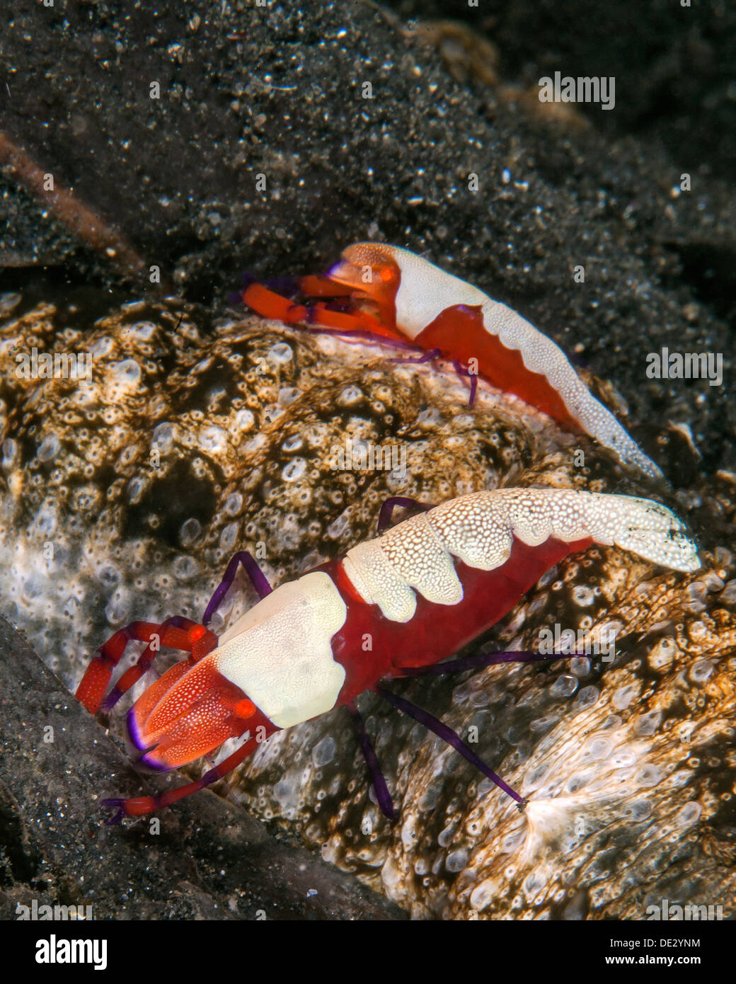 Paire de crevettes de l'empereur sur le concombre de mer. Banque D'Images