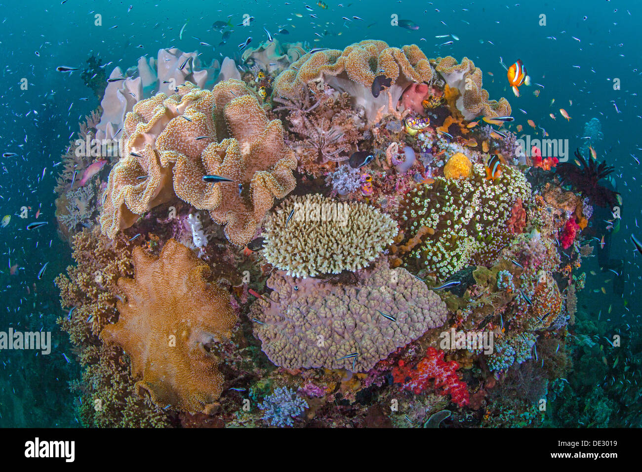 Les récifs coralliens dynamique avec la diversité de la vie marine. Raja Ampat, Indonésie, 2013. Banque D'Images