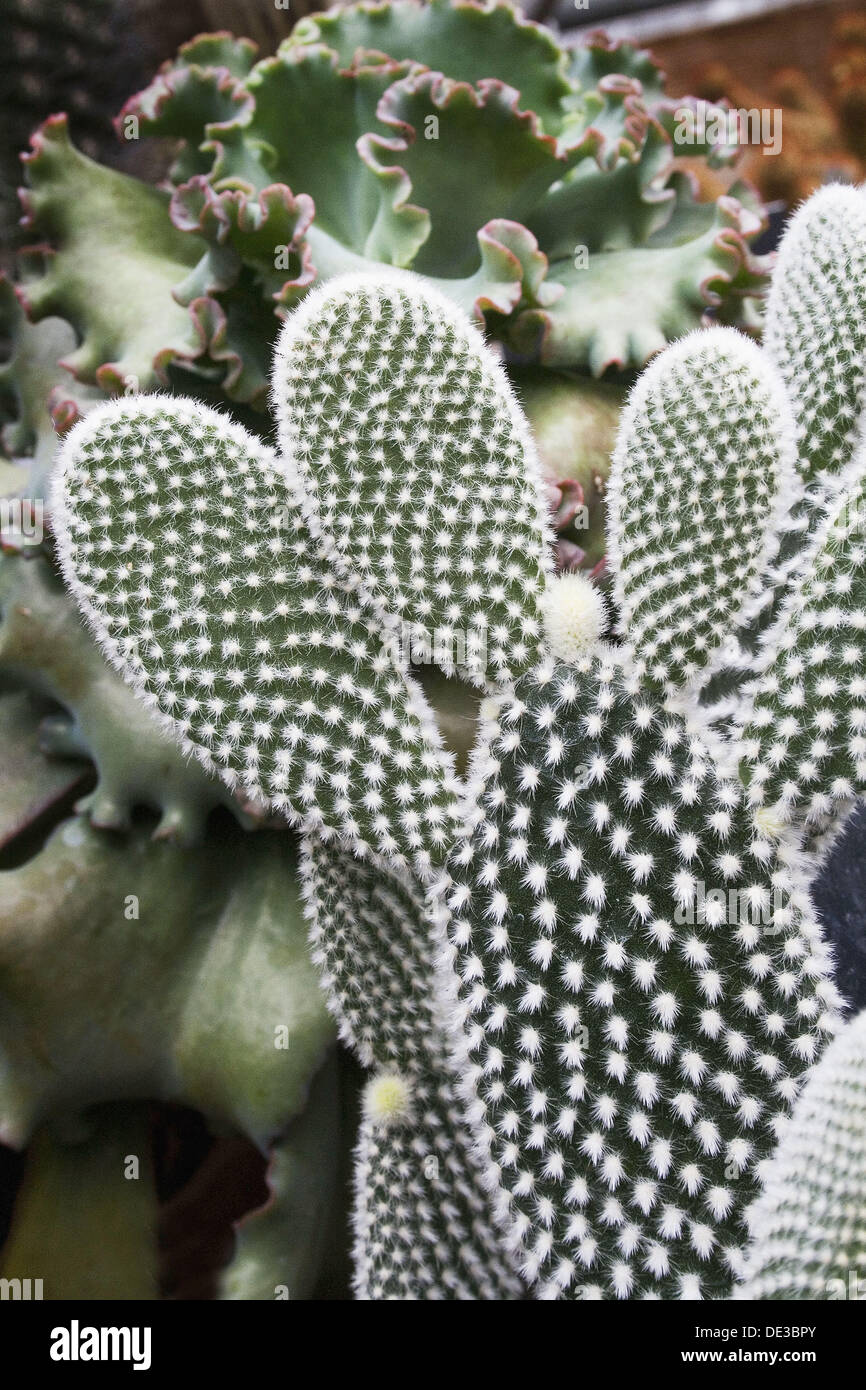 Oreilles de lapin (Opuntia microdasys) cactus Photo Stock - Alamy