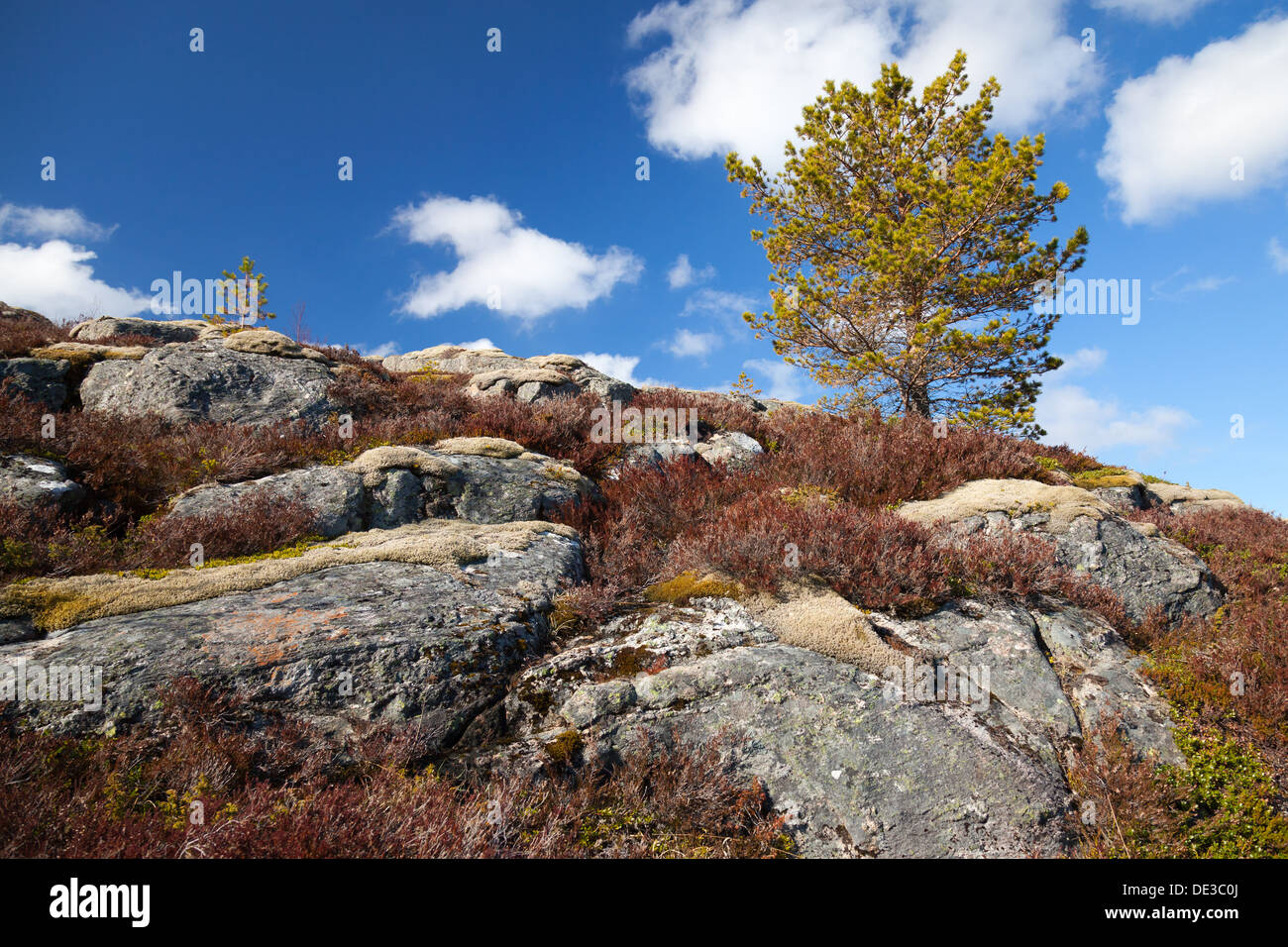 Printemps nature norvégienne fragment. Petit arbre pousse sur les roches de pin Banque D'Images