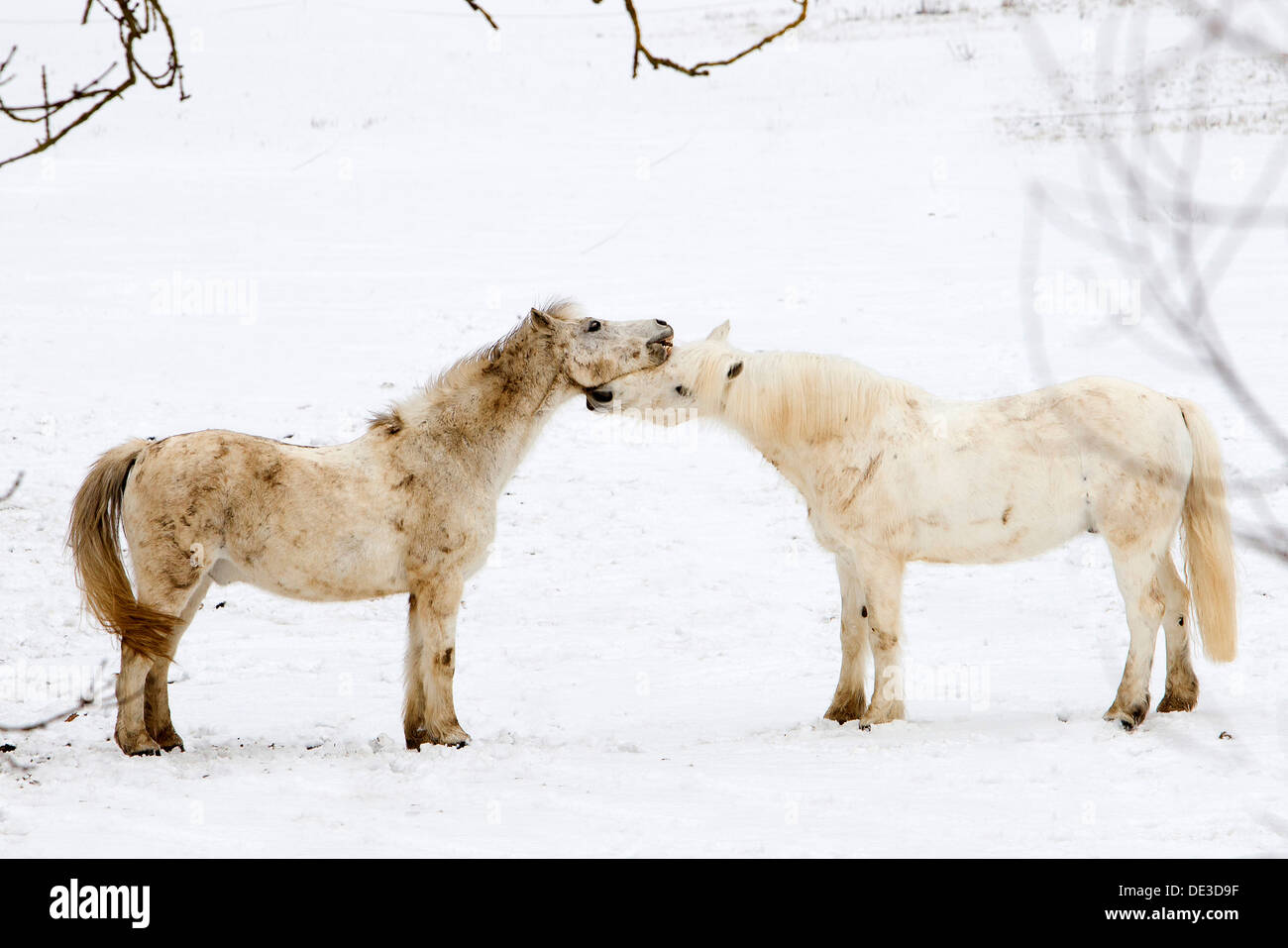 Deux chevaux Poney Équitation allemande playinga les pâturages enneigés Banque D'Images