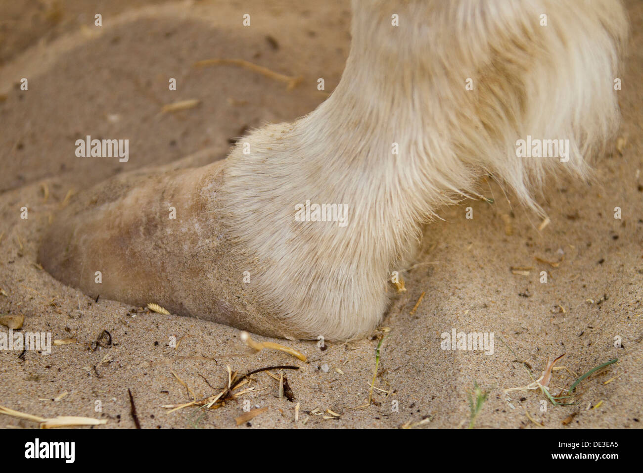 Cheval domestique sabot non découpée, trop long Photo Stock - Alamy