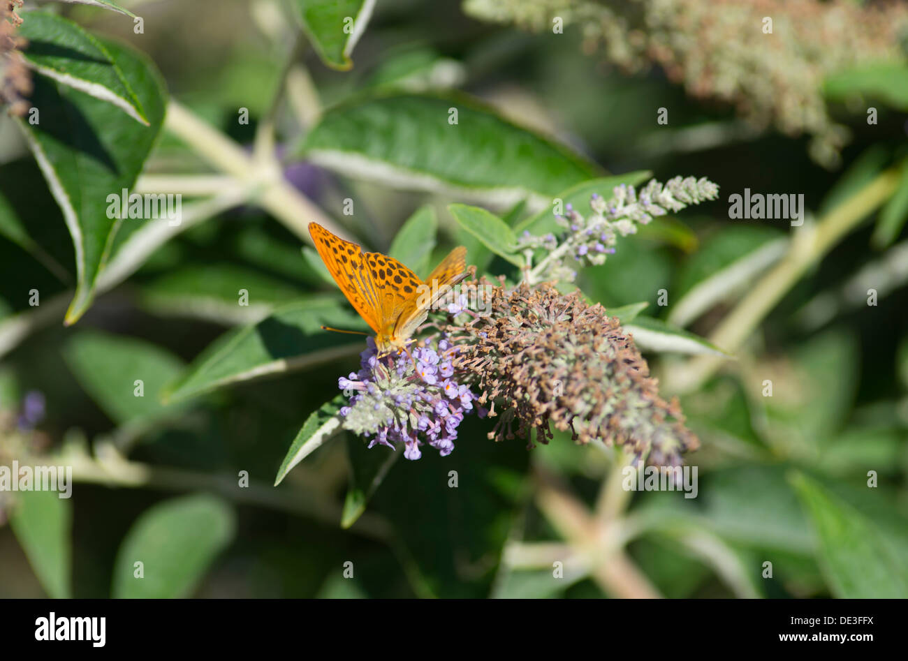 Lavé argent Fritillary Butterfly, Argynnis paphia, Vaucluse, France Banque D'Images