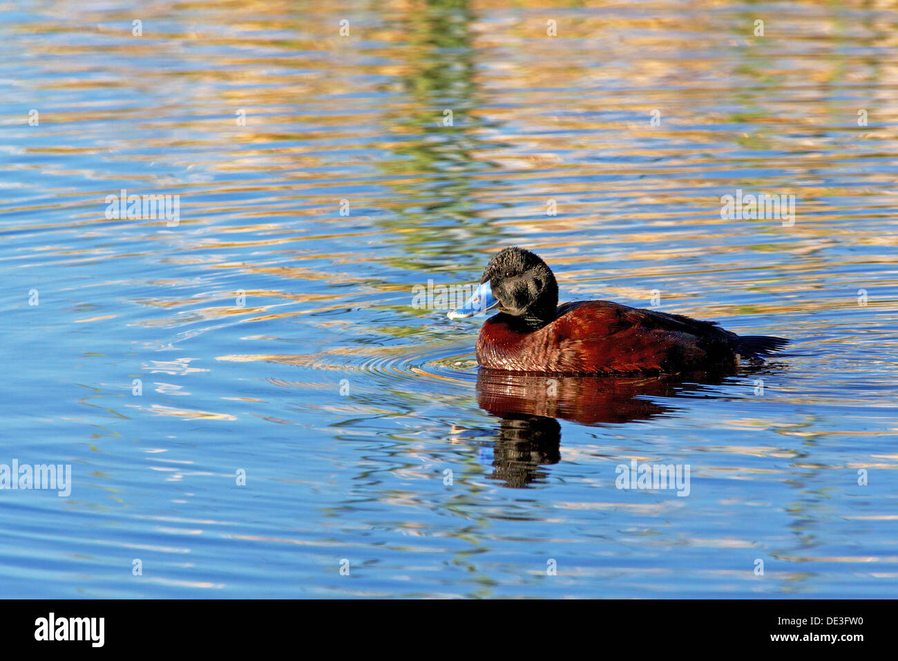 La timide à bec bleu (Oxyura australis) est une petite retraite et canard raide-australienne. Banque D'Images