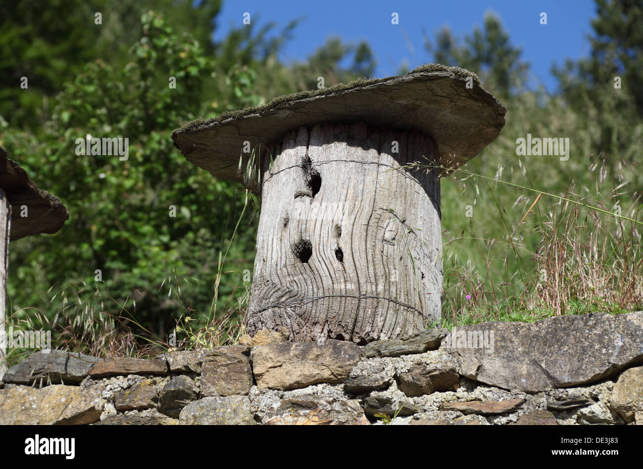 Les ruches anciennes faites de tronc de châtaignier, évidés, encore en usage dans le milieu