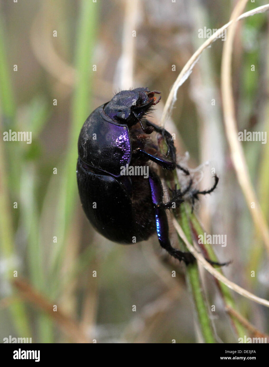 Close-up de l'hylésine Dor bleuté (Geotrupes stercorarius) Dumbledore Banque D'Images