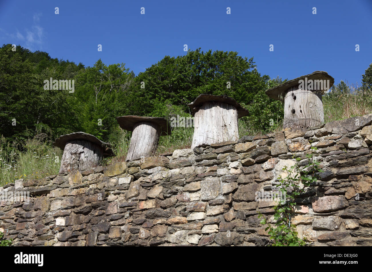 Tronc de marronnier Banque de photographies et d’images à haute résolution Alamy