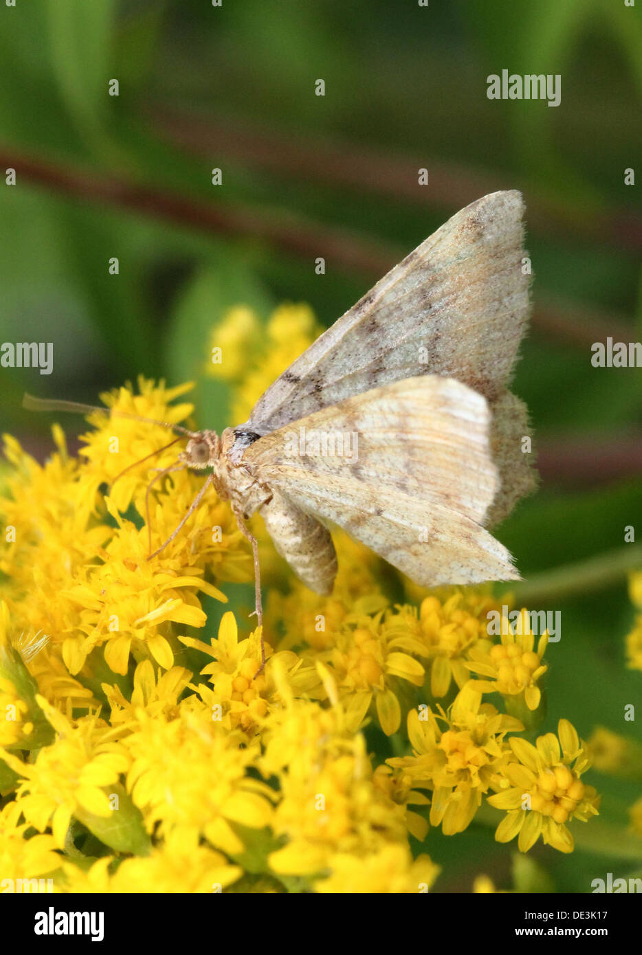 Tawny de prescription (Angle, liturata Macaria liturata Semiothisa) poser et d'alimentation sur une feuille et sur Houghton (8 images au total) Banque D'Images