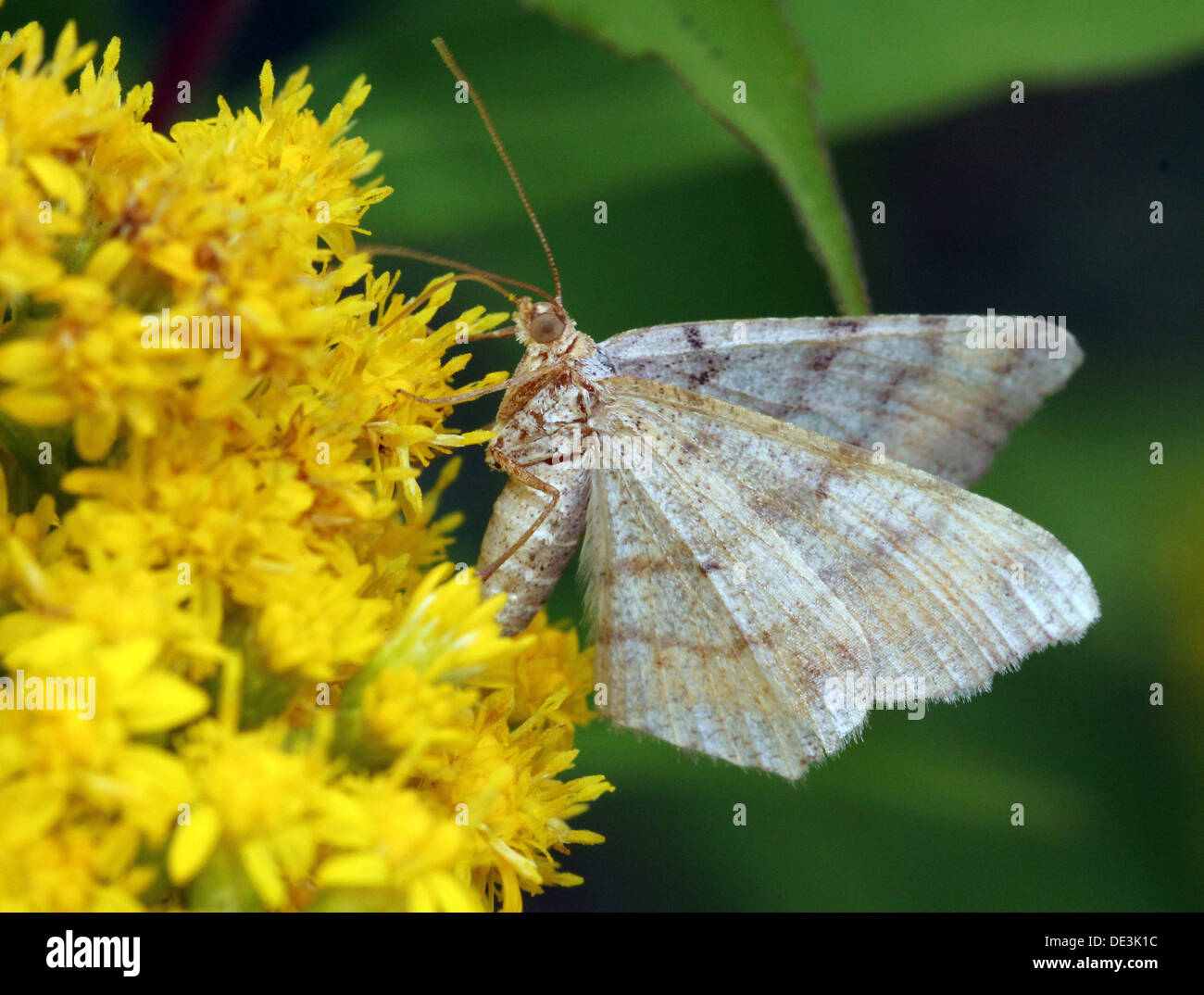 Tawny de prescription (Angle, liturata Macaria liturata Semiothisa) poser et d'alimentation sur une feuille et sur Houghton (8 images au total) Banque D'Images