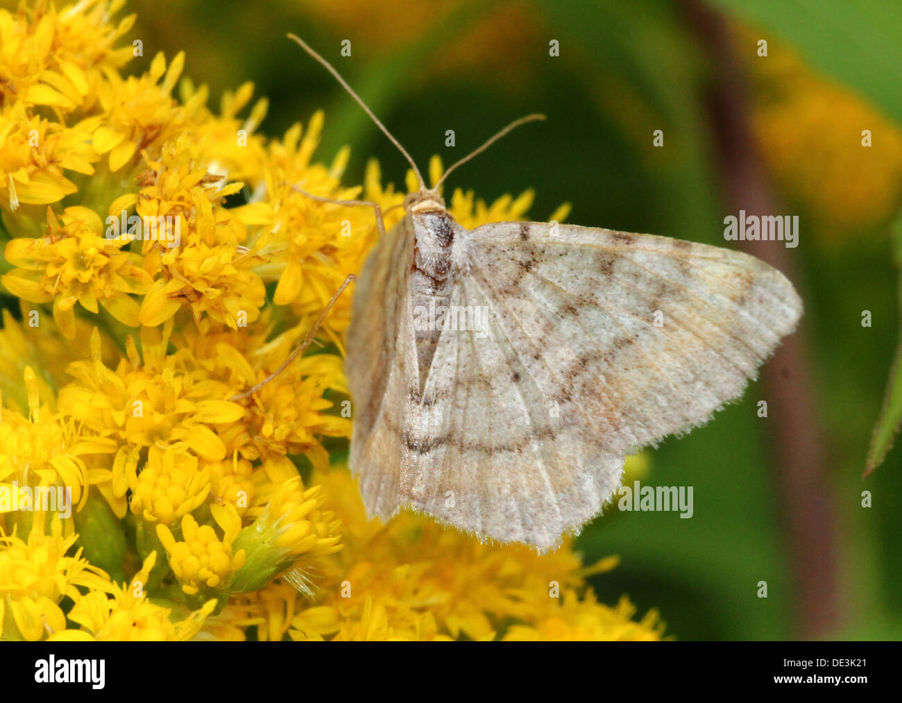 Tawny de prescription (Angle, liturata Macaria liturata Semiothisa) poser et d'alimentation sur une feuille et sur Houghton (8 images au total) Banque D'Images