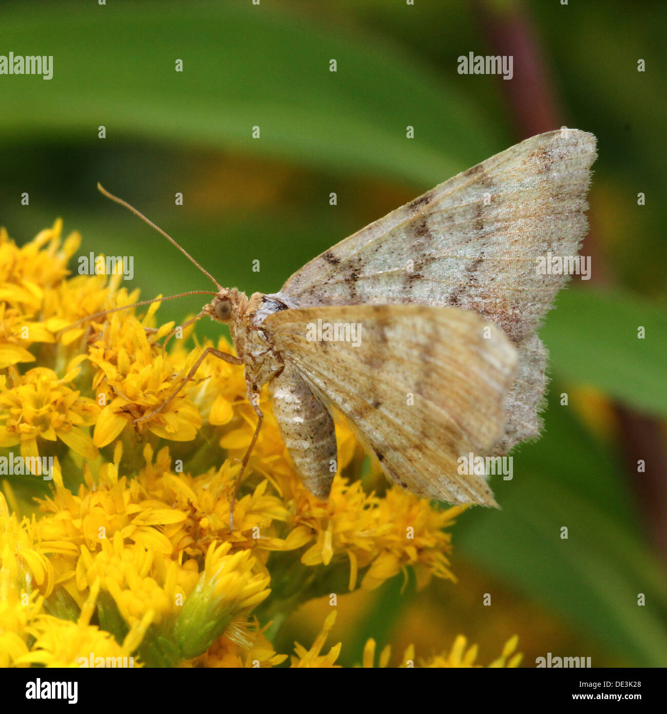 Tawny de prescription (Angle, liturata Macaria liturata Semiothisa) poser et d'alimentation sur une feuille et sur Houghton (8 images au total) Banque D'Images