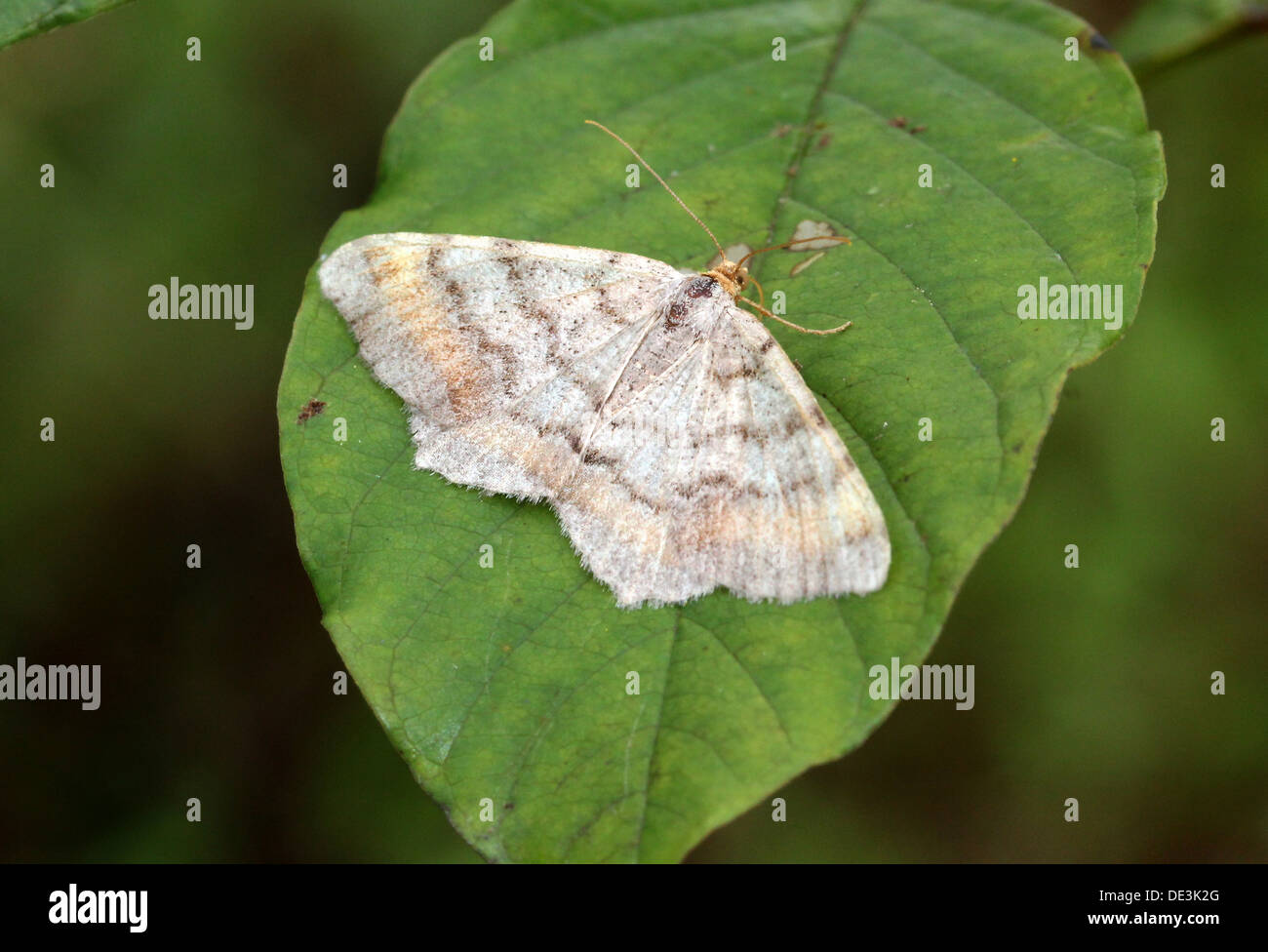 Tawny de prescription (Angle, liturata Macaria liturata Semiothisa) poser et d'alimentation sur une feuille et sur Houghton (8 images au total) Banque D'Images