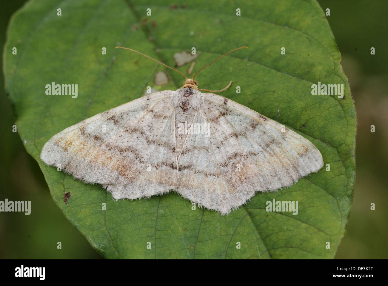 Tawny de prescription (Angle, liturata Macaria liturata Semiothisa) poser et d'alimentation sur une feuille et sur Houghton (8 images au total) Banque D'Images