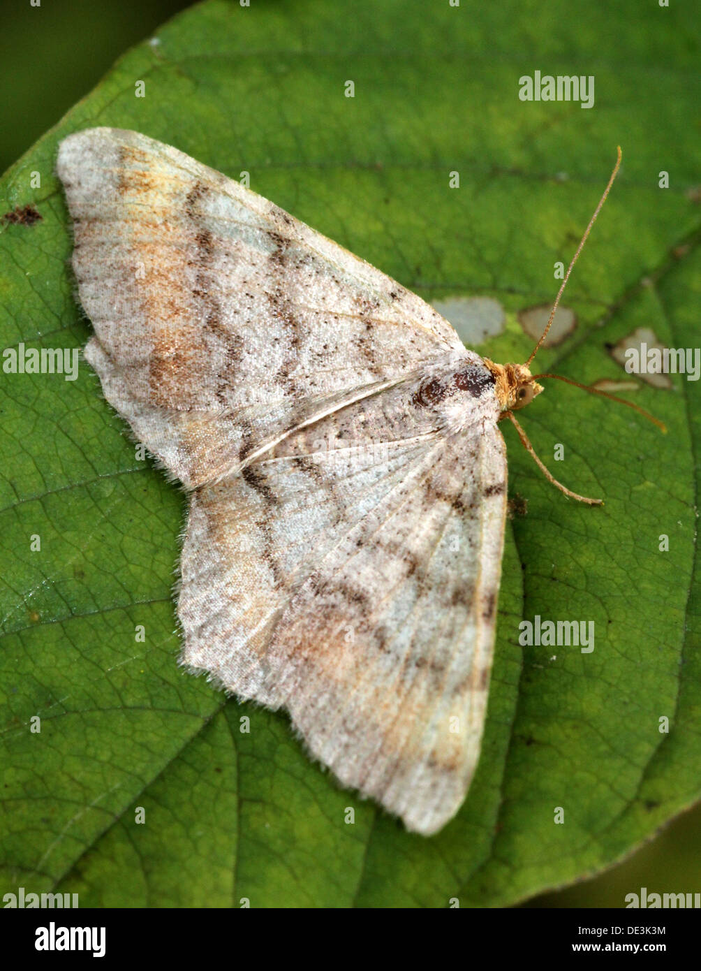 Tawny de prescription (Angle, liturata Macaria liturata Semiothisa) poser et d'alimentation sur une feuille et sur Houghton (8 images au total) Banque D'Images