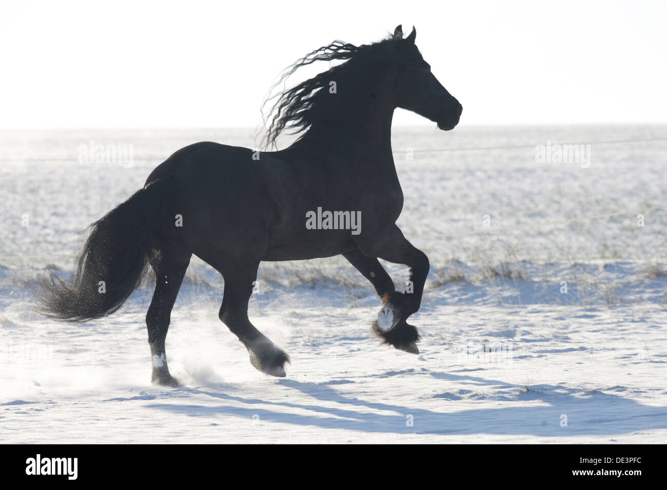Cheval frison gallopingsnow Banque D'Images