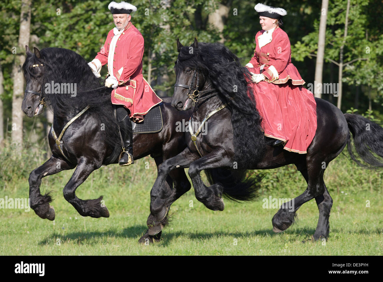 Cheval frison. Couple en costume au galop, la femme rider dans sidesaddle Banque D'Images