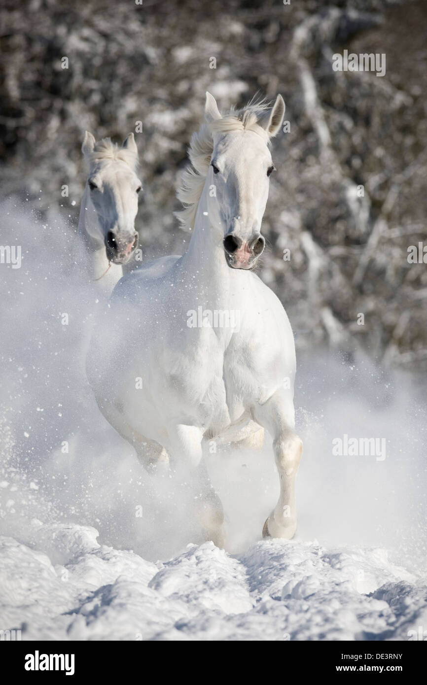 Kladruber deux chevaux gris gallopinga prairie enneigée Banque D'Images