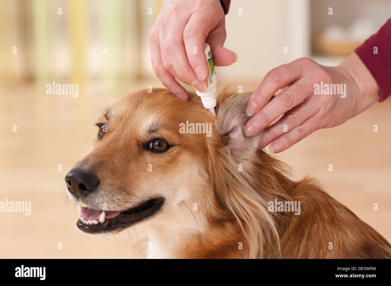 Chien de race mixte recevant des gouttes Banque D'Images