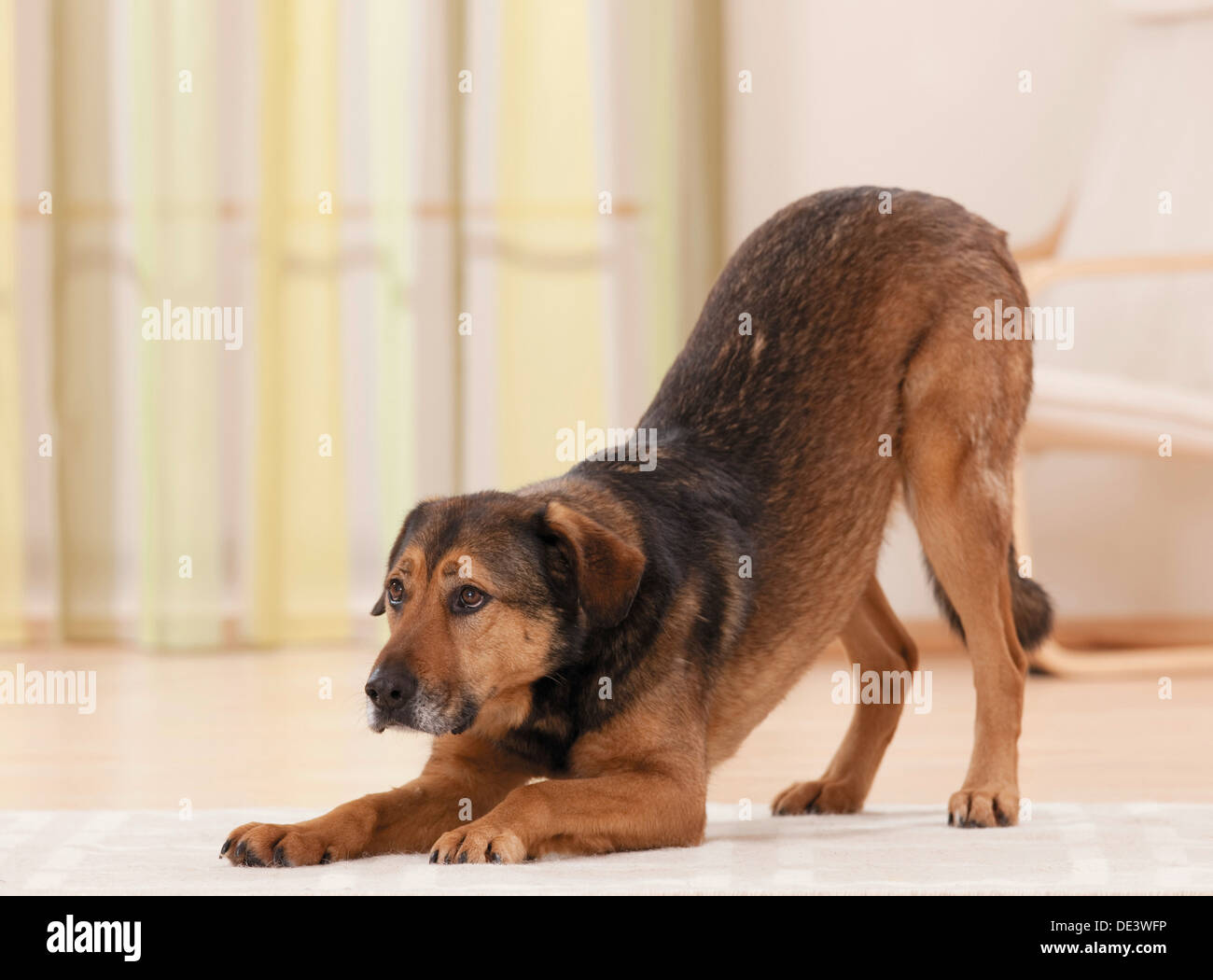 Chien de race mixte prix Banque D'Images