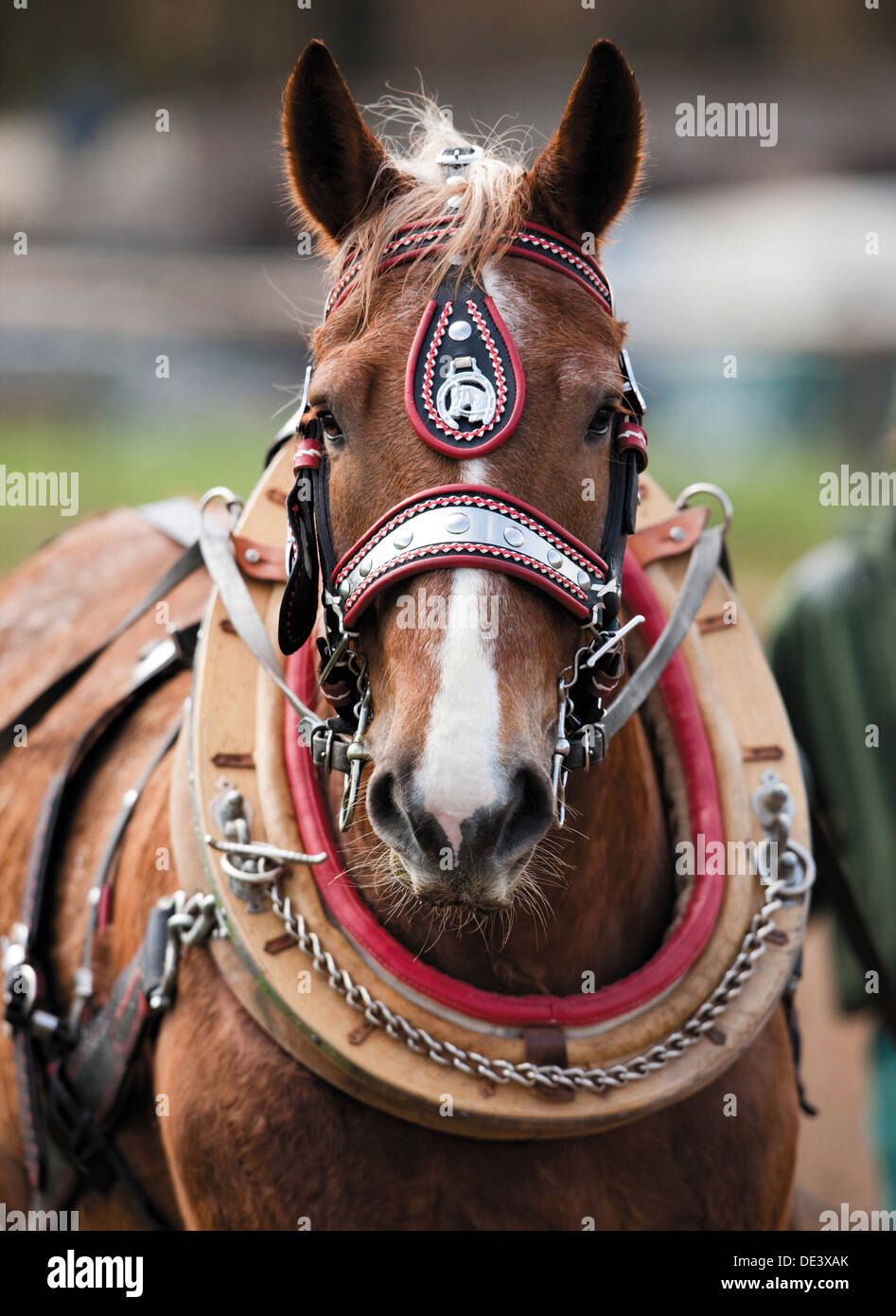 L'Allemand du sud Coldblood Equus ferus caballus collier harnass Portrait Banque D'Images