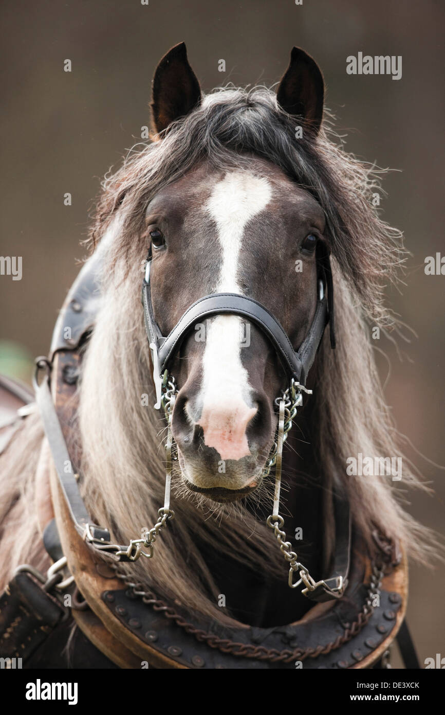 Noriker Horse Equus ferus caballus collier harnass Portrait Banque D'Images