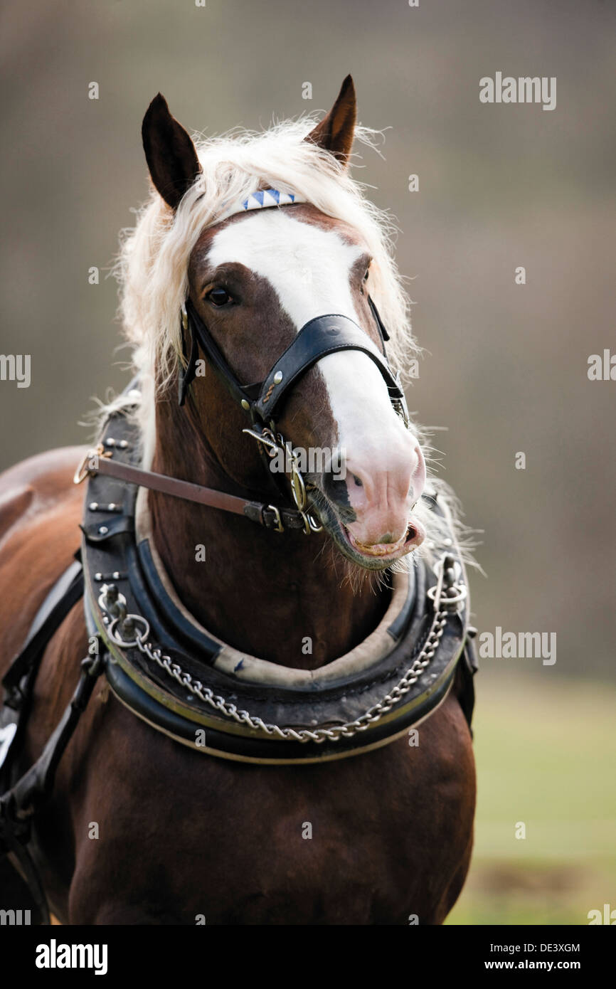 L'Allemand du sud Coldblood Equus ferus caballus collier harnass Portrait Banque D'Images