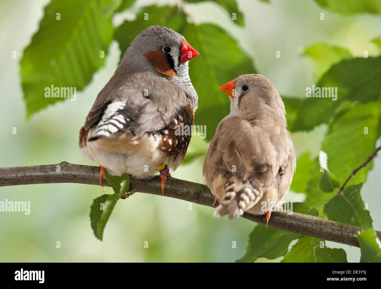 Taeniopygia guttata Zebra Finch, deux adultsa twig Banque D'Images