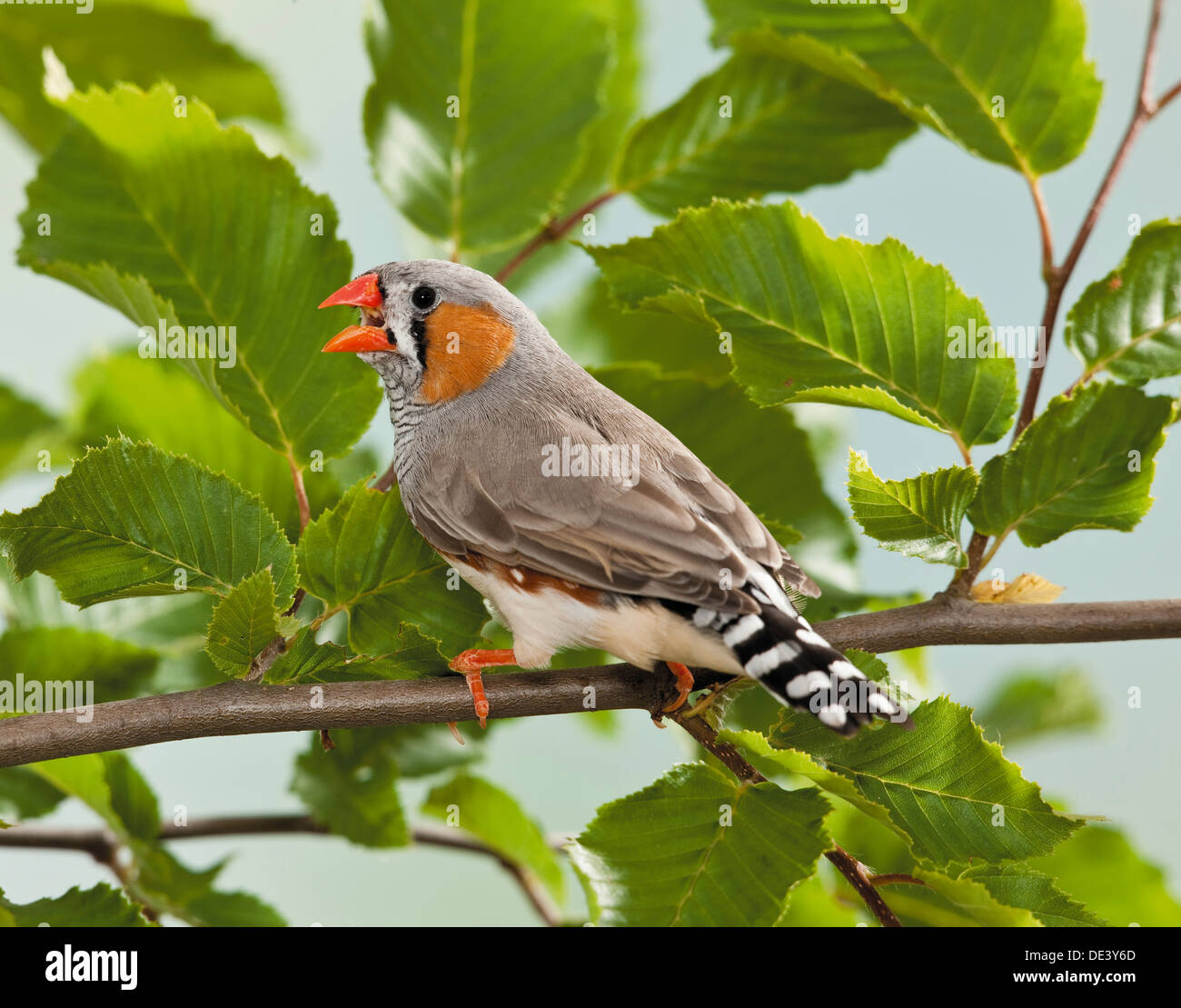 Taeniopygia guttata Zebra Finch, adulta twig, appelant Banque D'Images
