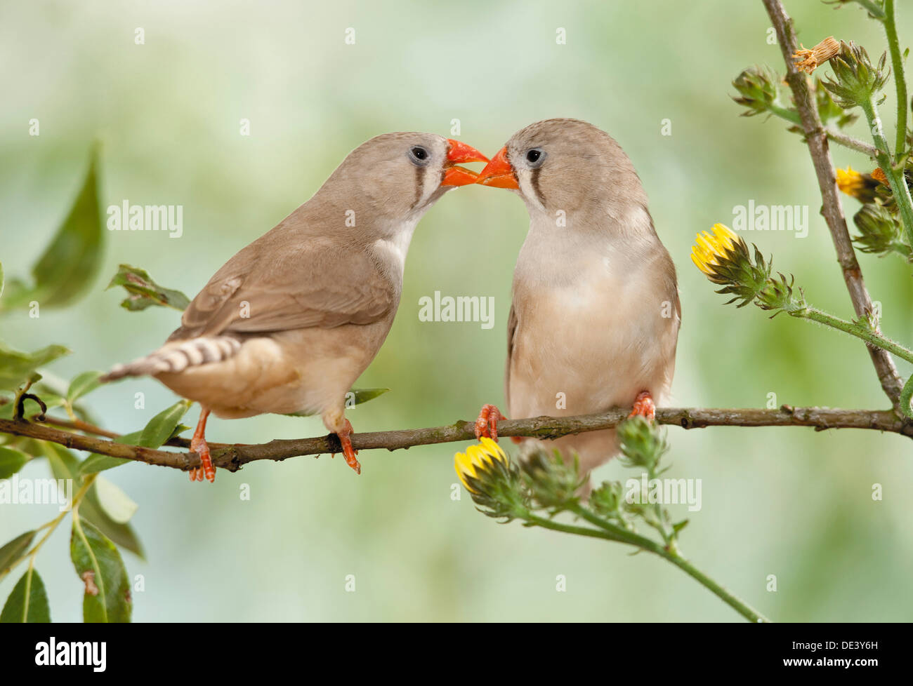Finch zèbre (Taeniopygia guttata), deux brindilles adultsa, facturation Banque D'Images