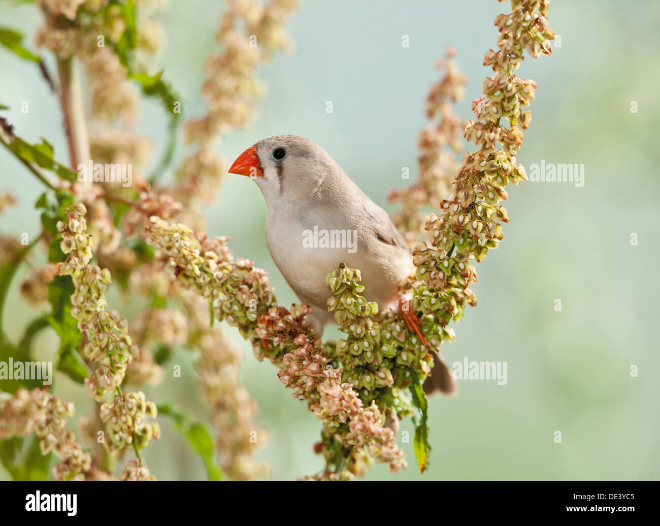 Taeniopygia guttata Zebra Finch oiseaux adultes dans perchedSorrel Banque D'Images