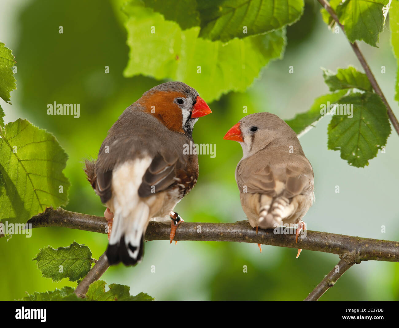 Taeniopygia guttata Zebra Finch, deux adultsa twig Banque D'Images
