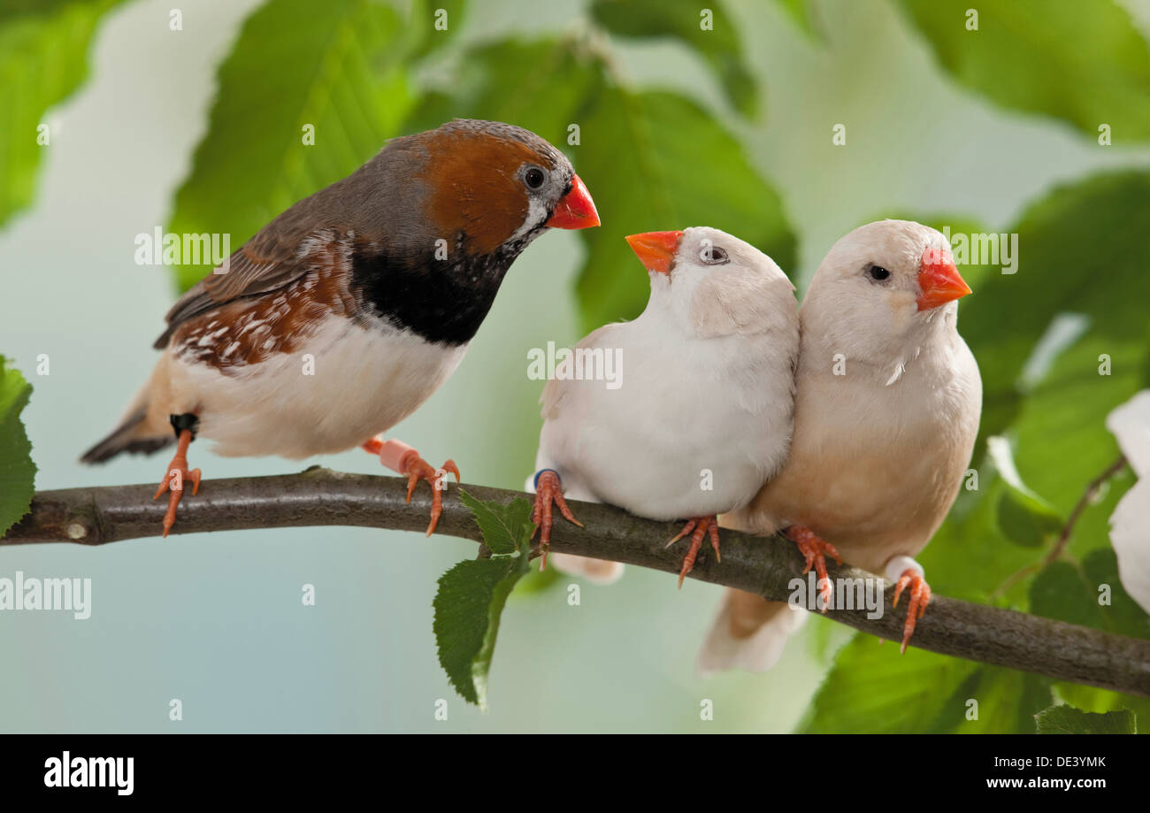 Diamant mandarin (Taeniopygia guttata). Trois oiseaux adultes sur une branche Banque D'Images