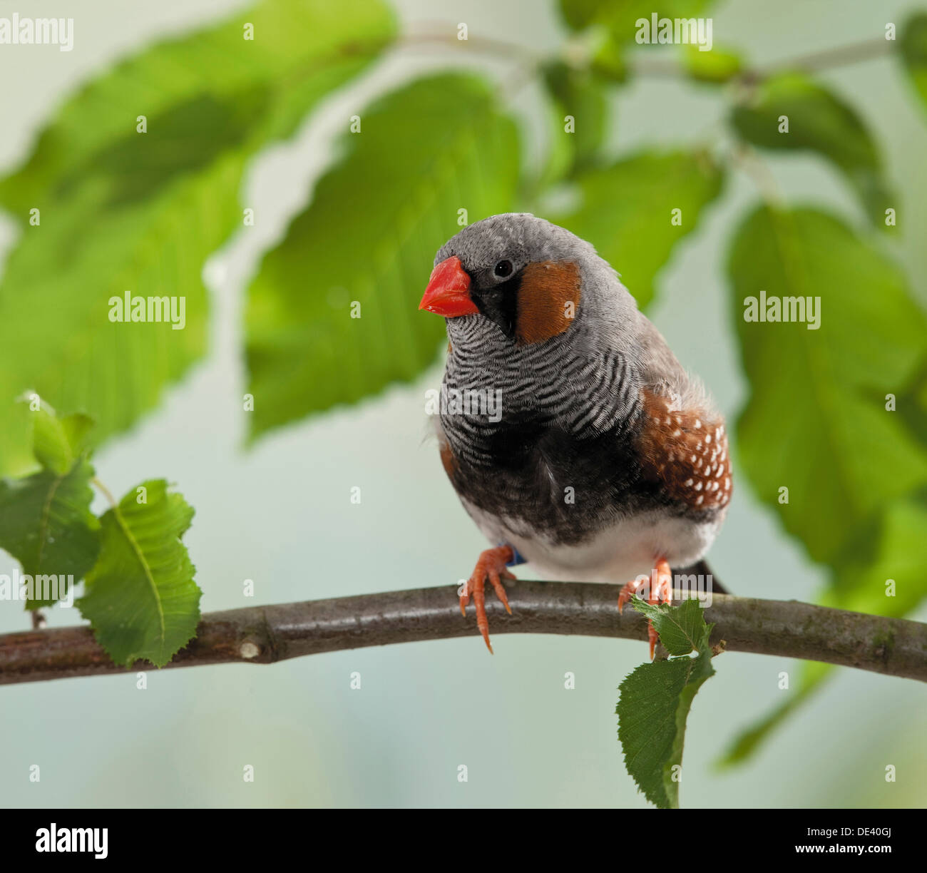 Taeniopygia guttata Zebra Finch, adulta twig Banque D'Images