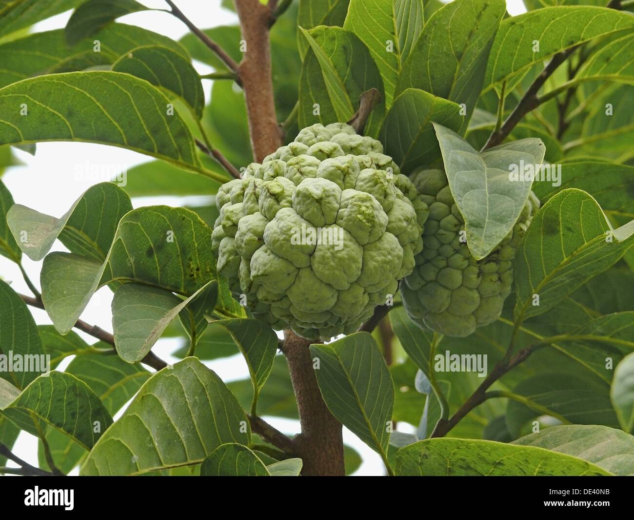 6 Pommes Annona Artificielles - Décoration Cuisine 8x8cm, Plastique