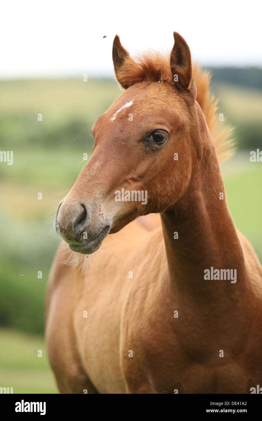 Portrait de sorrel solid Paint horse foal Banque D'Images