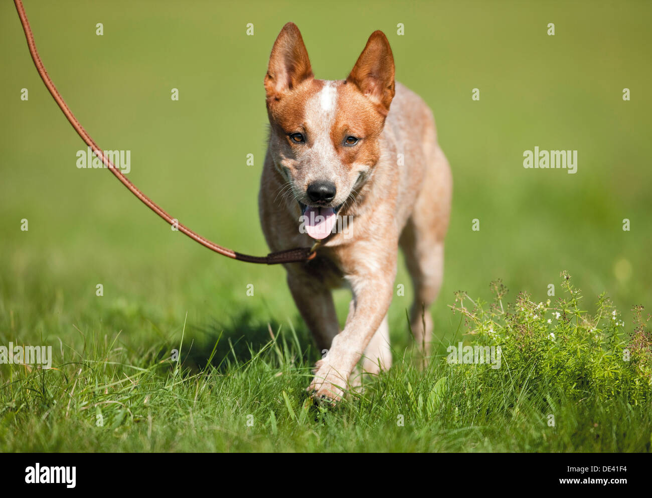 Australian Cattle Dog walkinglead Banque D'Images