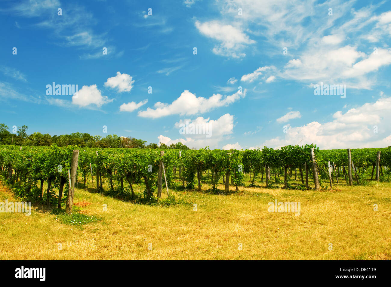 Raisins verts vignoble viennois, Vienne, Autriche Banque D'Images