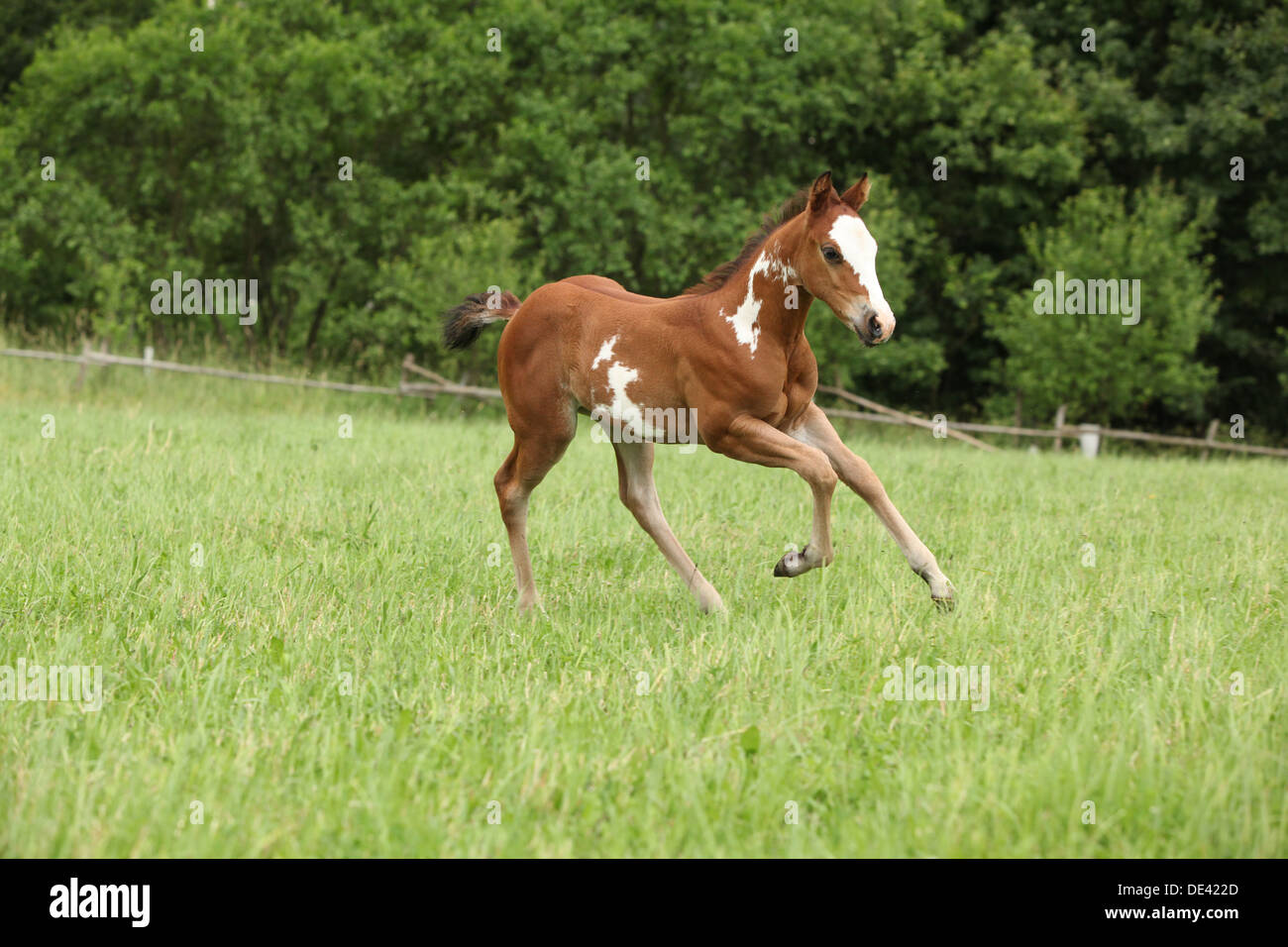 Jolie pouliche Paint horse s'exécutant sur des pâturages Banque D'Images